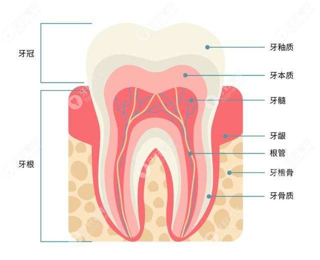 牙齿结构图
