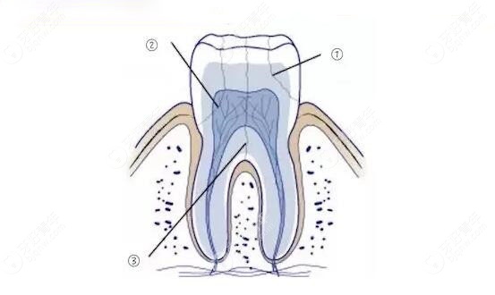 牙齿结构示意图片